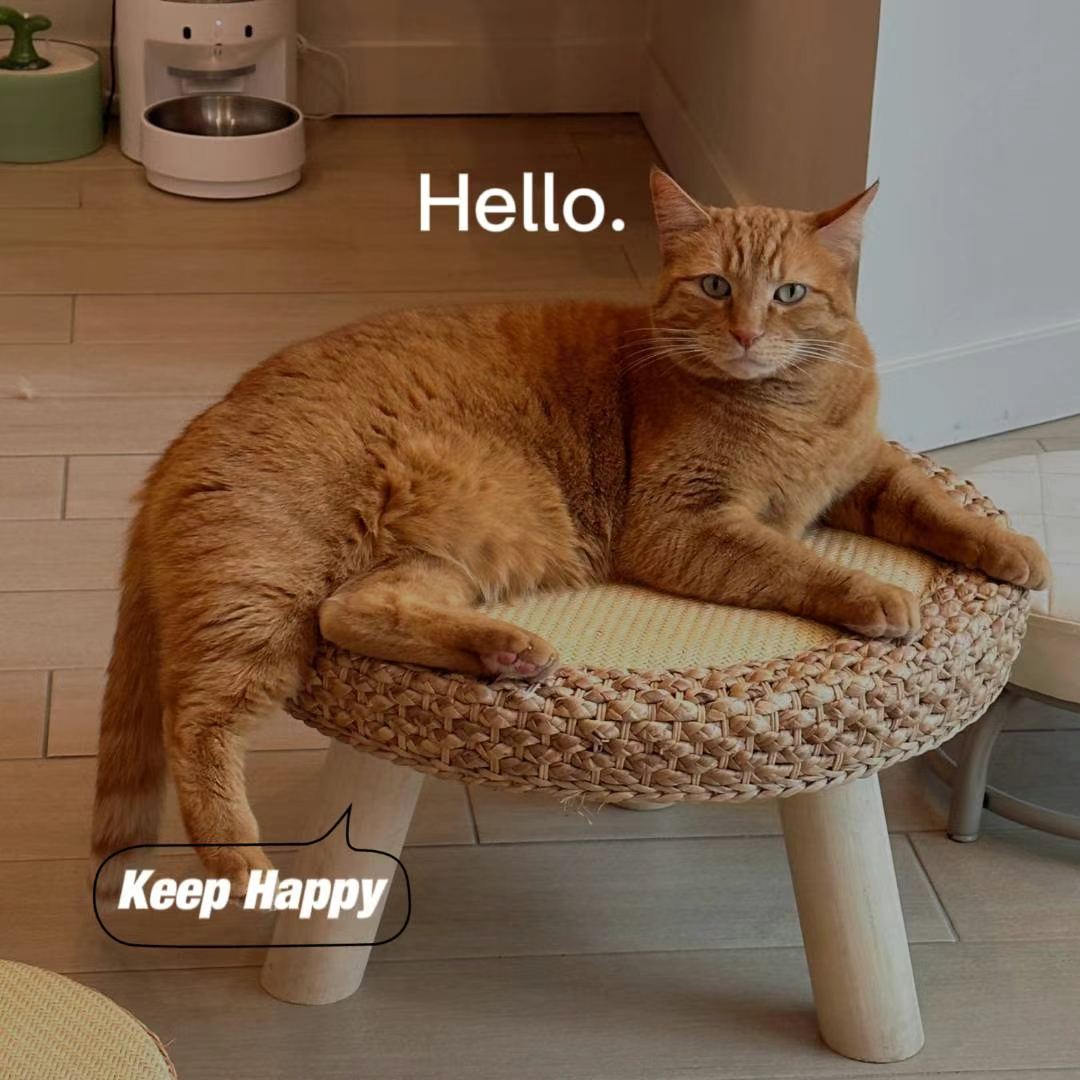 Harry The Cat (ADOPTED）