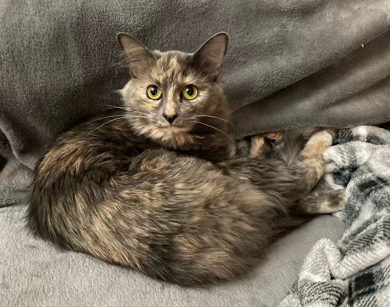 Hibiscus（ADOPTED）
